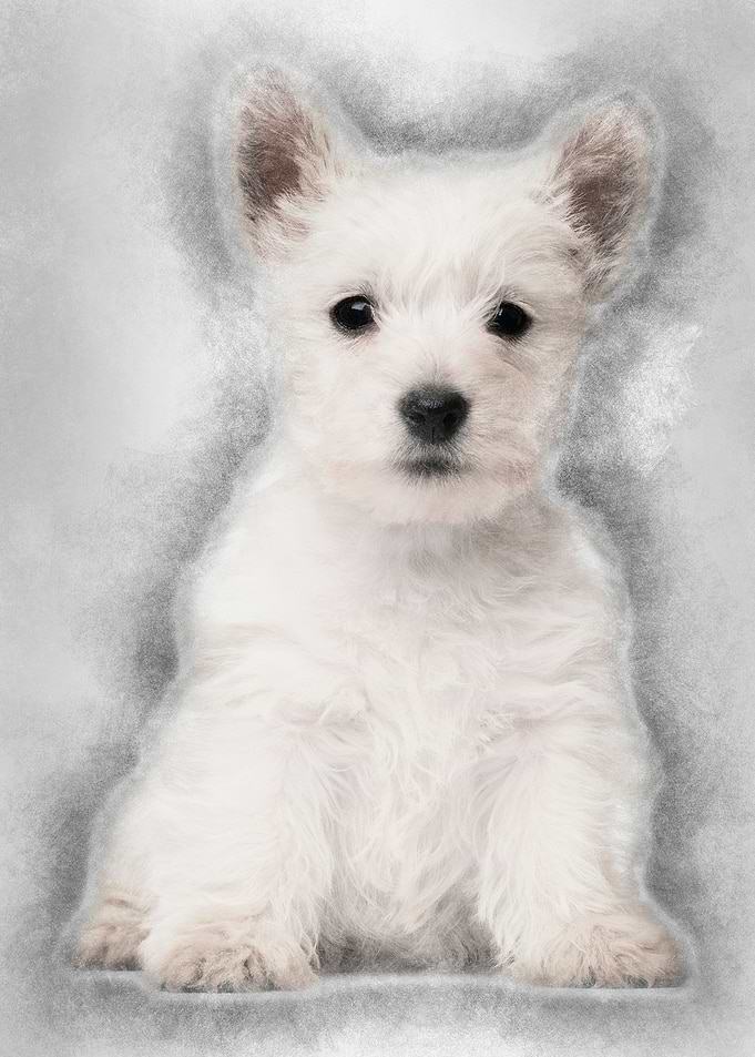 West Highland Terrier pupp