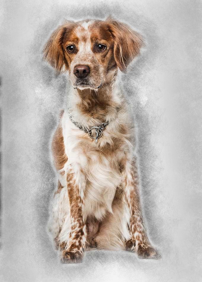 Brittany dog sitting again
