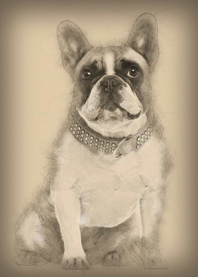 French Bulldog 4 years old