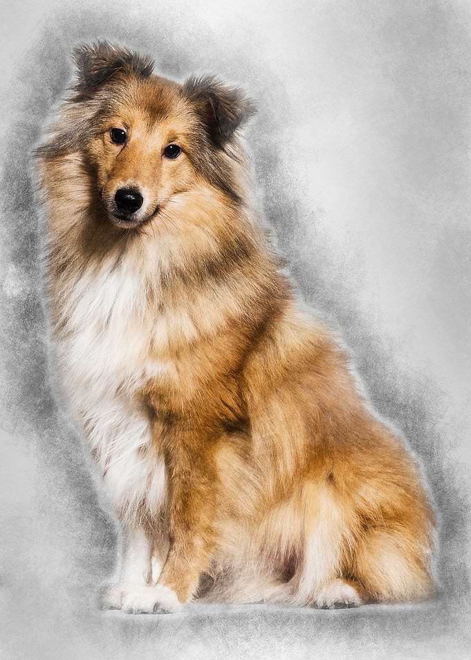 Shetland Sheepdog sitting