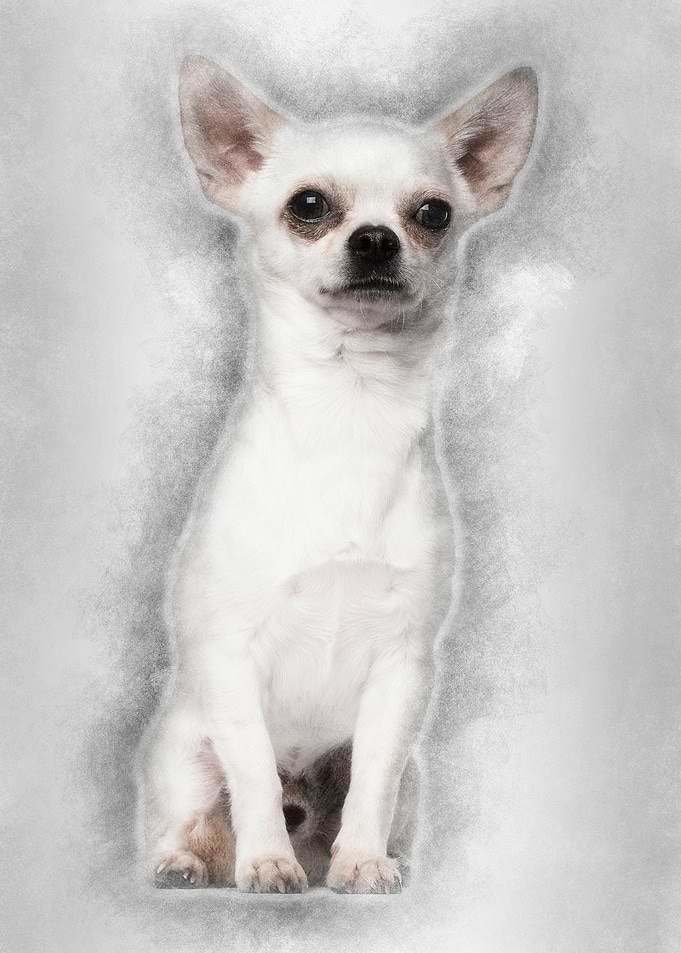 Chihuahua sitting against