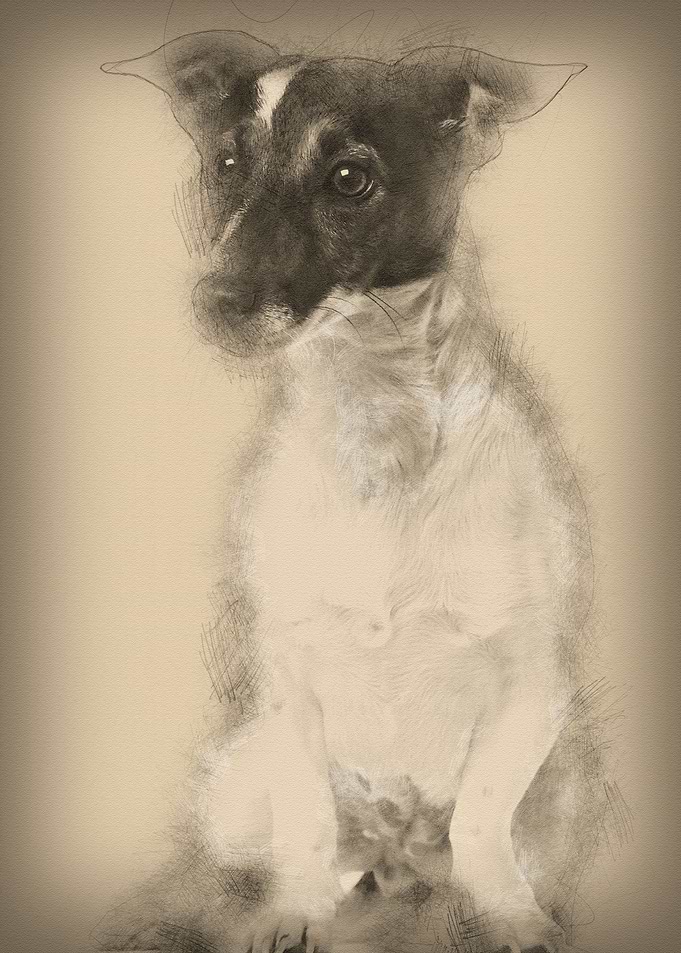 Jack Russell Terrier 1 and