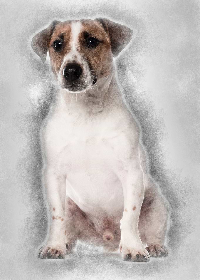 Portrait of Jack Russell T