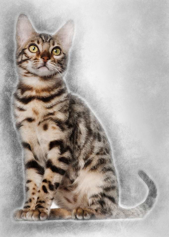 Bengal kitten 4 months old
