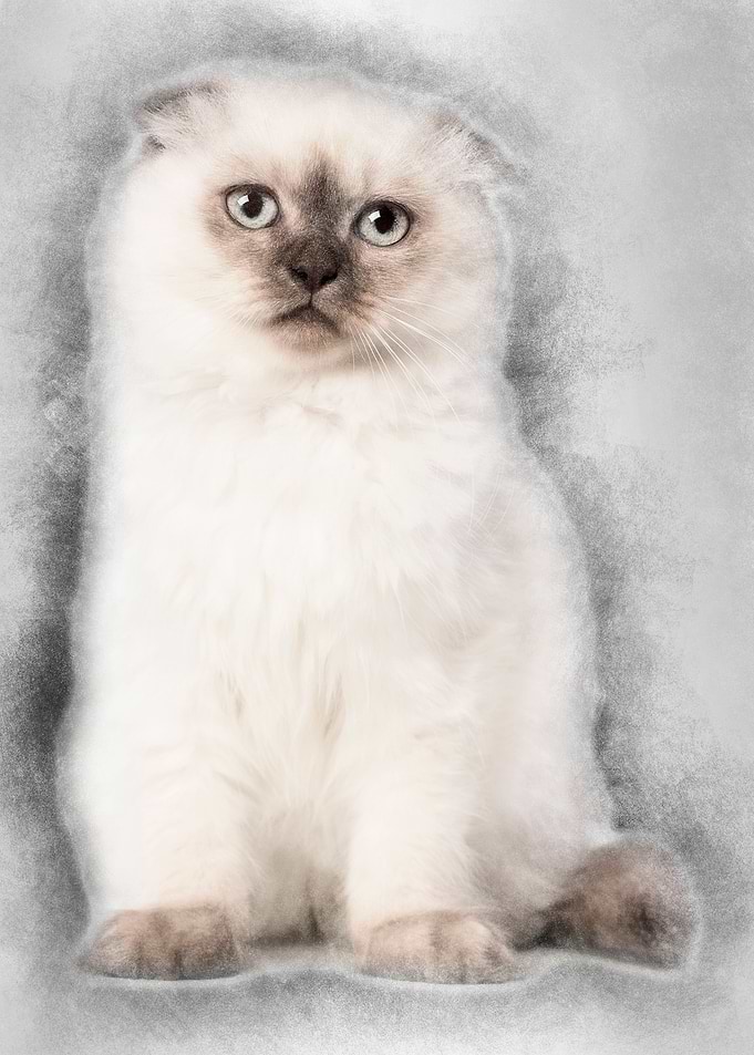 Highland fold kitten sitti