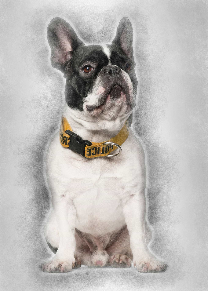 French Bulldog wearing Pol