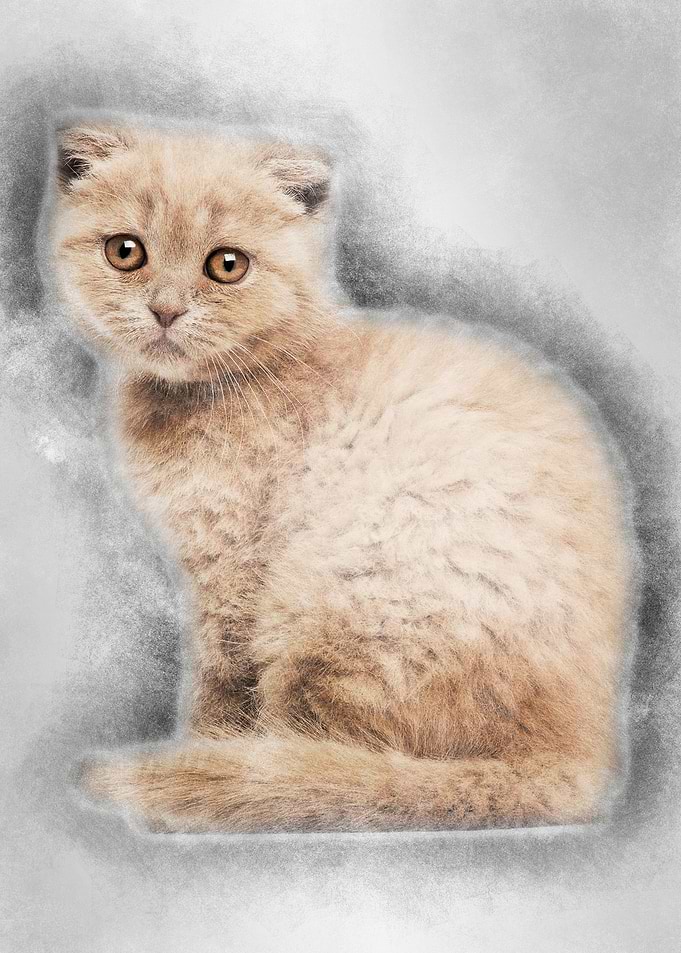 Portrait of Scottish Fold
