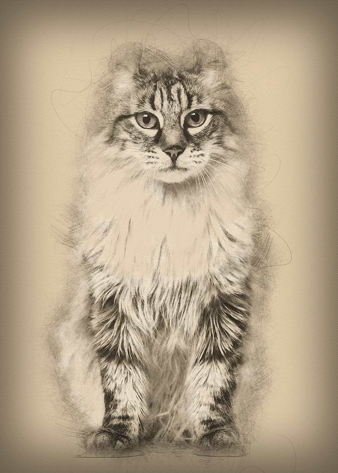 American Curl sitting and