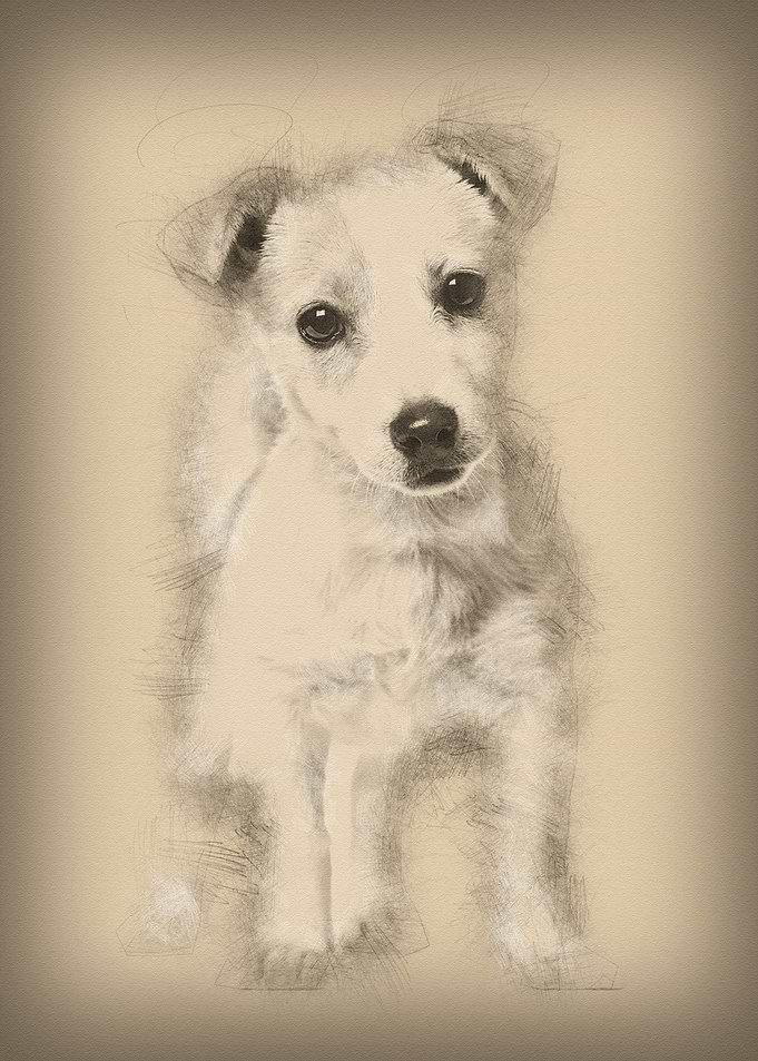 Jack Russell puppy 3 month