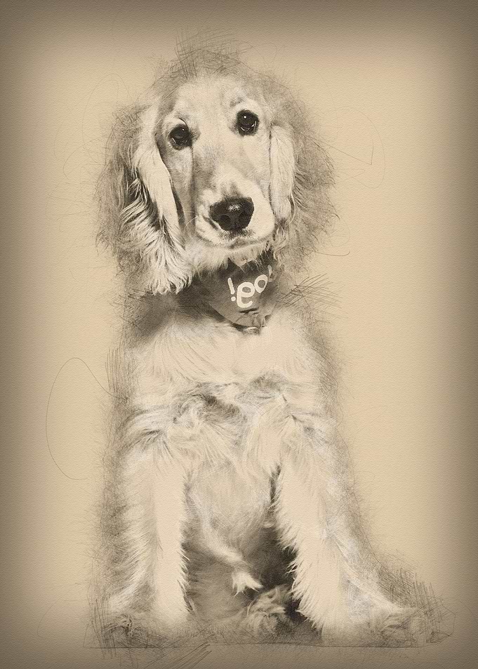 Cocker Spaniel dog 6 mont