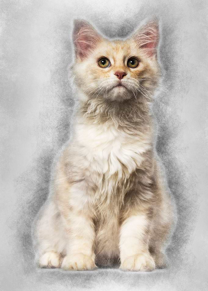 Maine Coon cat 6 months ol