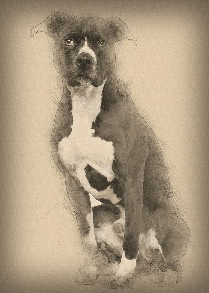 American Pit Bull Terrier