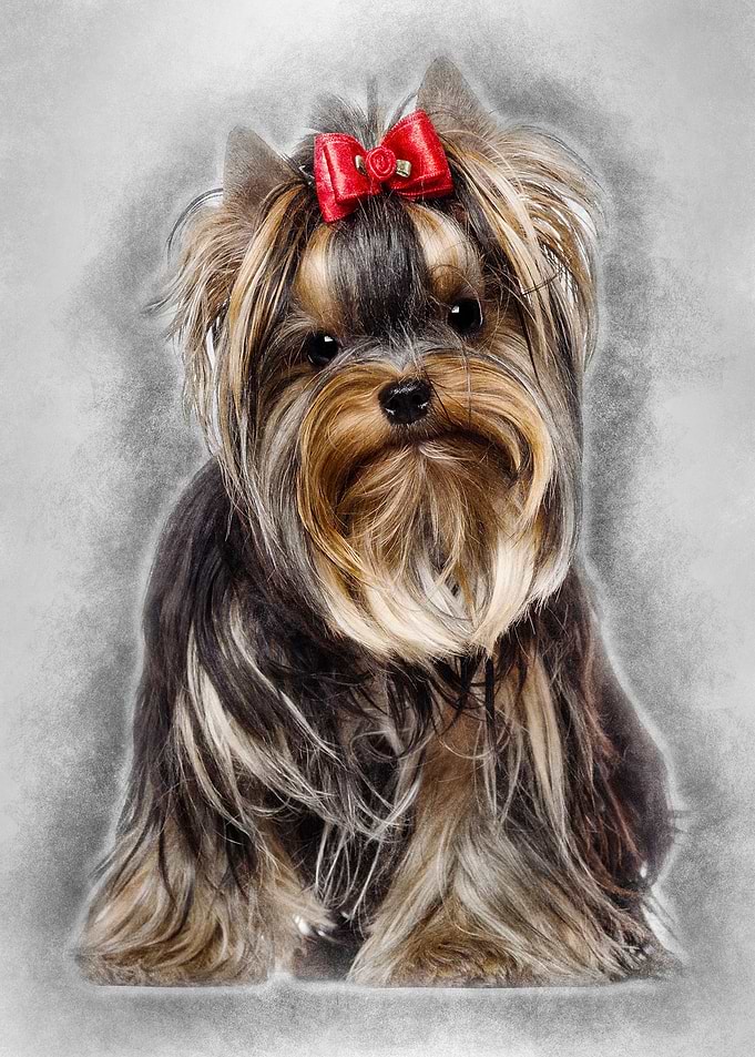 Yorkshire Terrier 8 months
