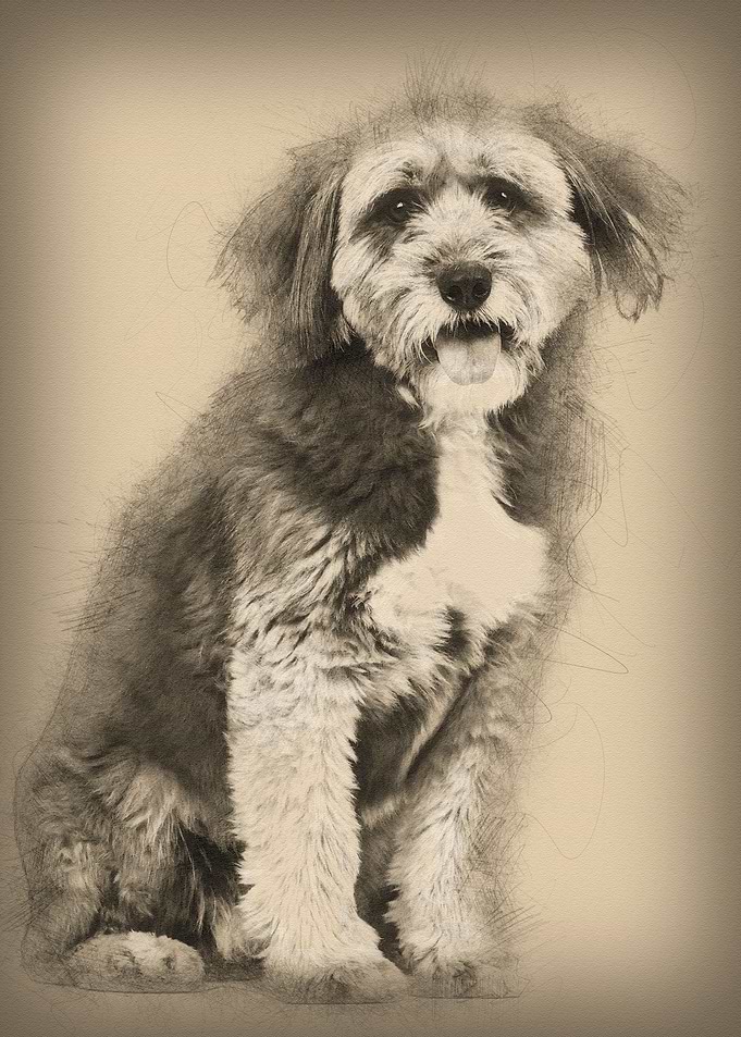 Crossbreed 4 years old sit