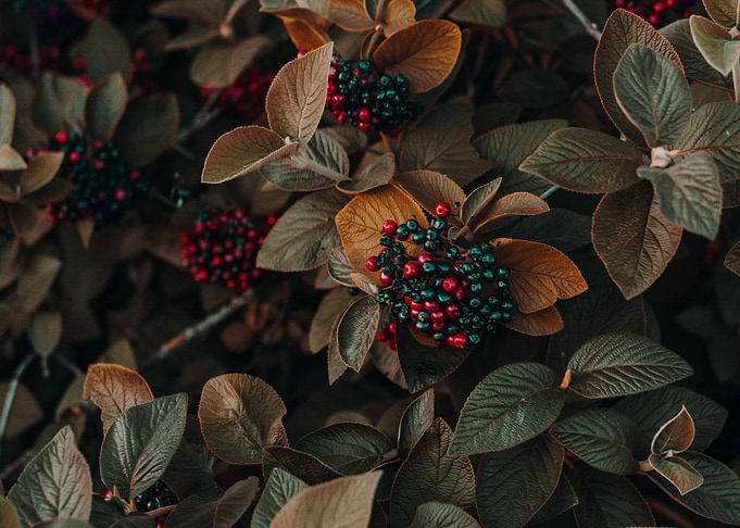 Raspberry fruits