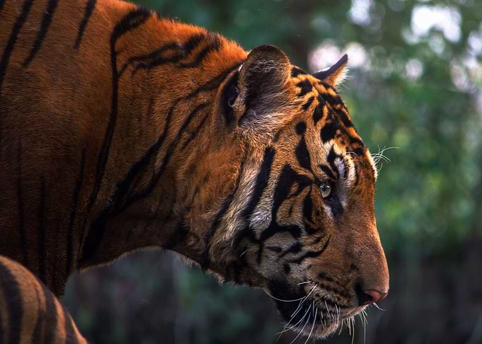 Tiger hunter