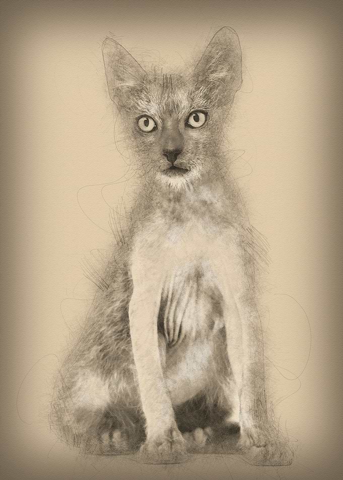 Kitten Lykoi cat 3 months