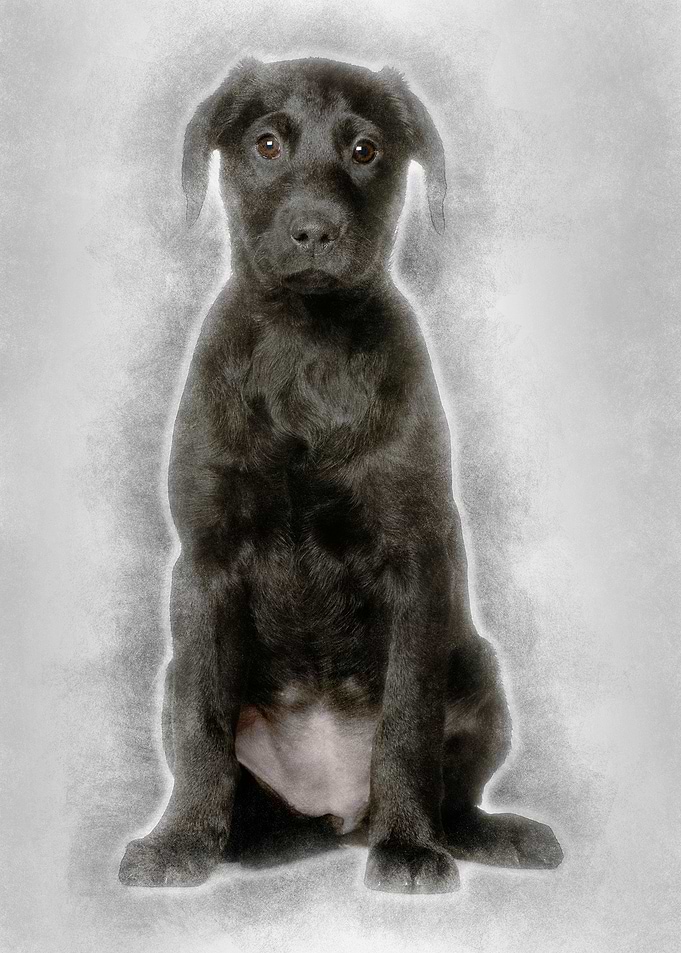 Labrador puppy 3 months ol