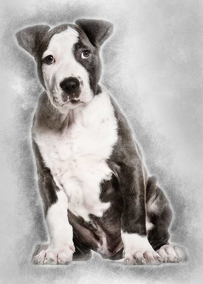 American Staffordshire Ter