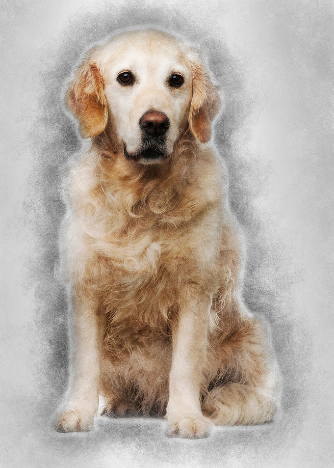 Golden Retriever 6 years o