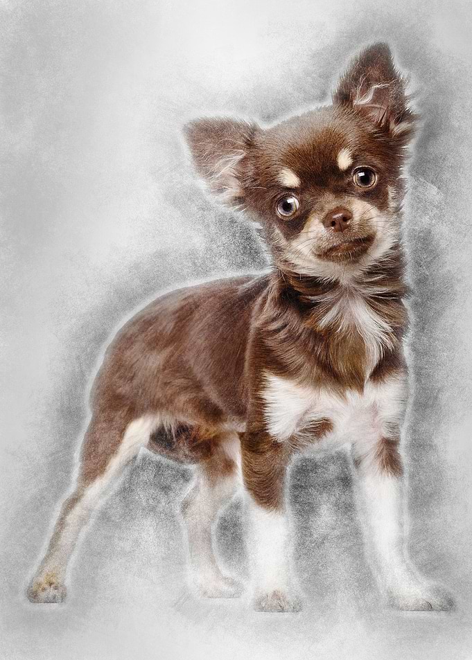 Chihuahua looking at camer