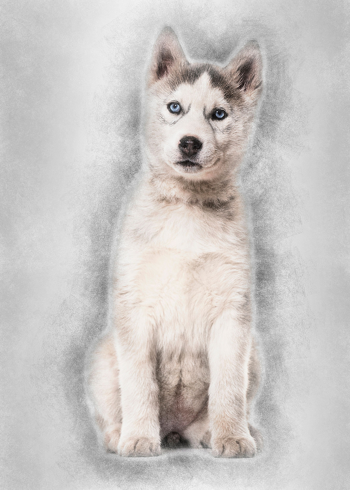 Husky dog 2 months old sit