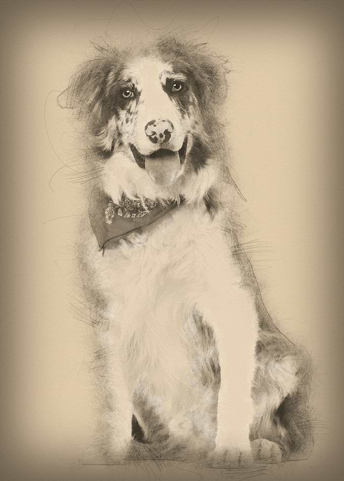 Border Collie 7 months old
