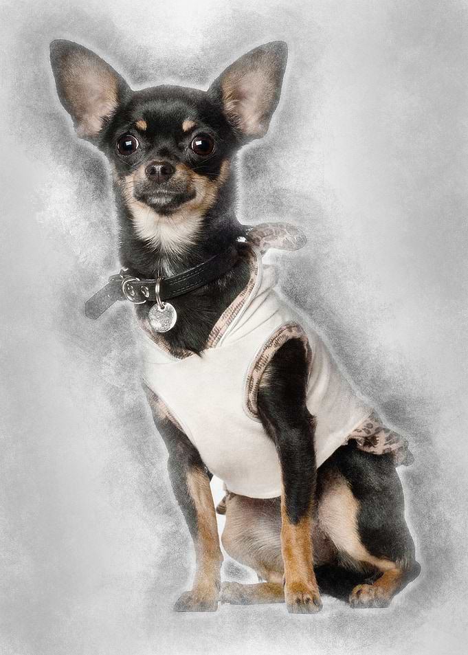 Chihuahua 8 months old sit