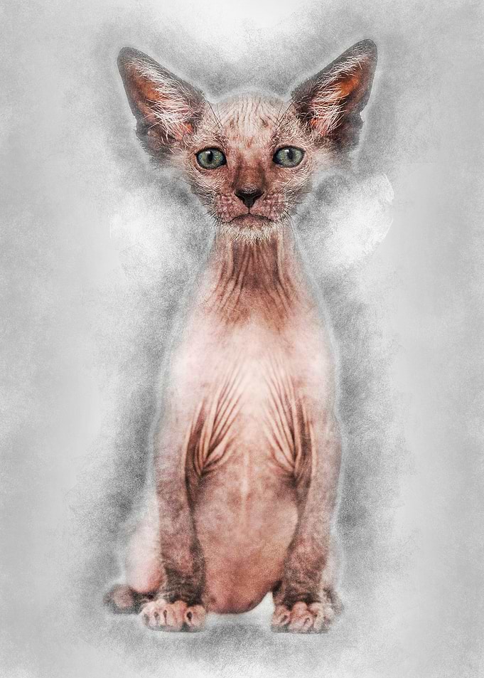Kitten Lykoi cat 7 weeks o