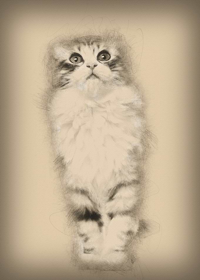 American Curl kitten 3 mon