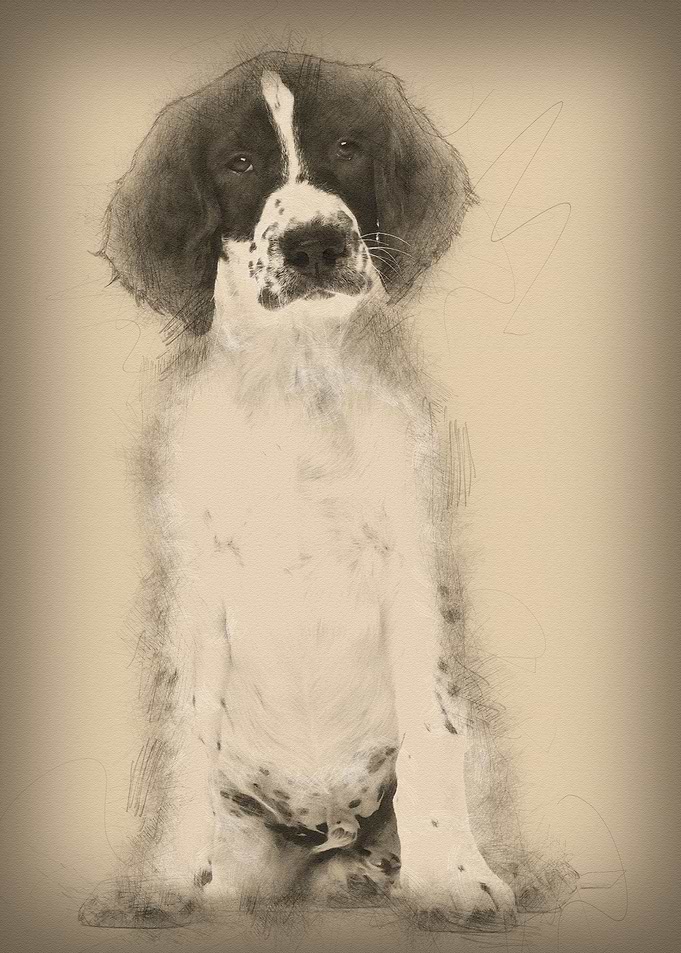 English Springer Spaniel s
