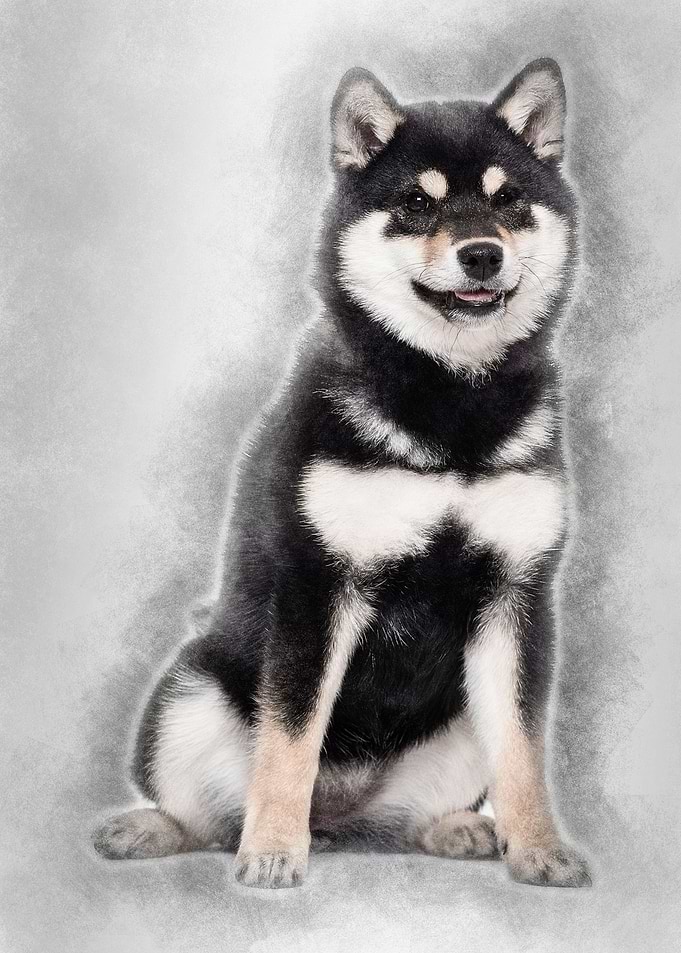 Shiba Inu puppy 45 months