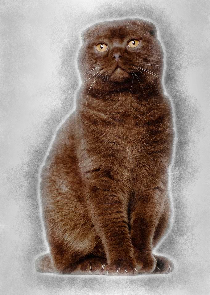 Scottish Fold cat 1 year o