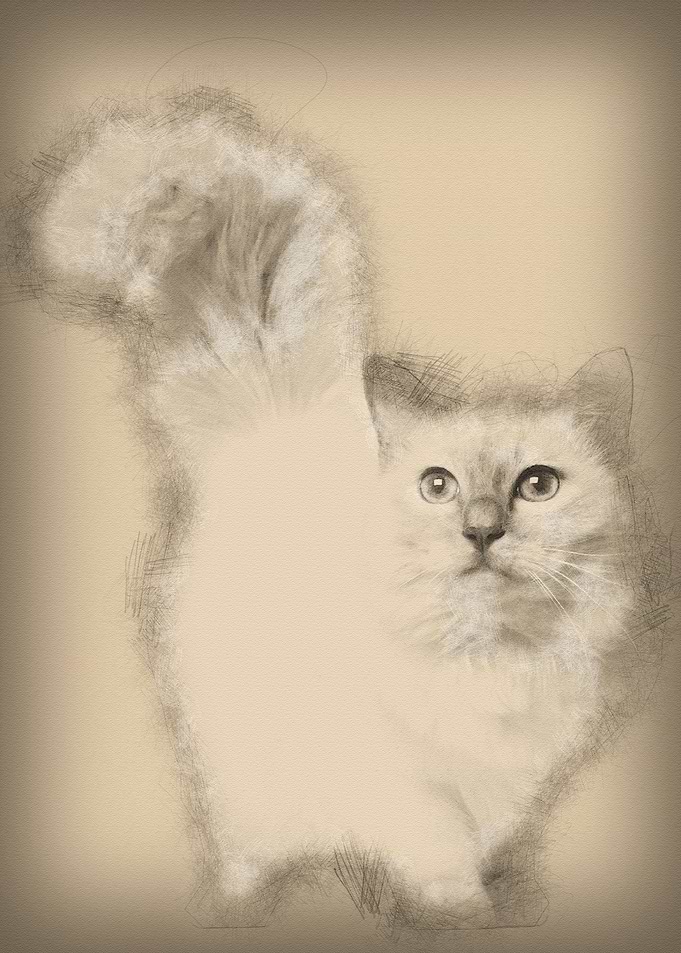 Birman cat 11 months old s