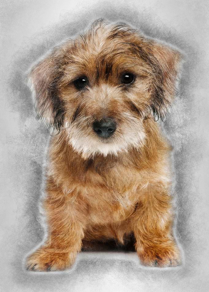 Mixedbreed dog puppy 3 mon