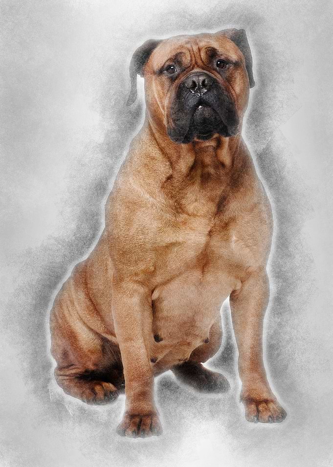 Bullmastiff dog 4 years ol