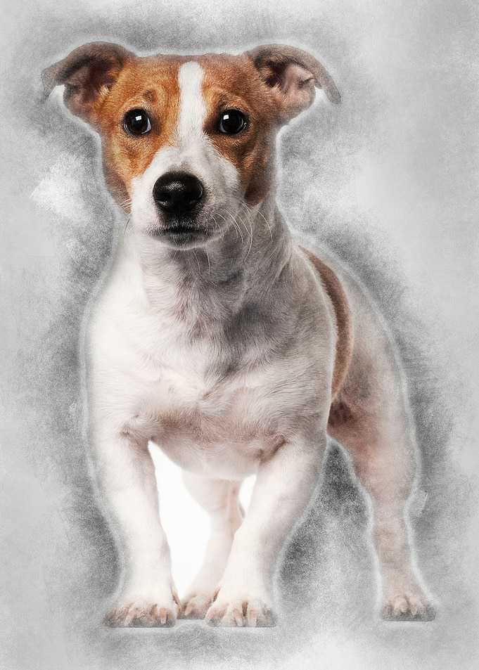 Jack Russell Terrier 16 mo