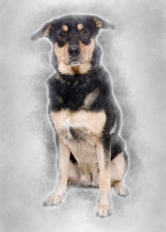 Bastard dog 3 years old si