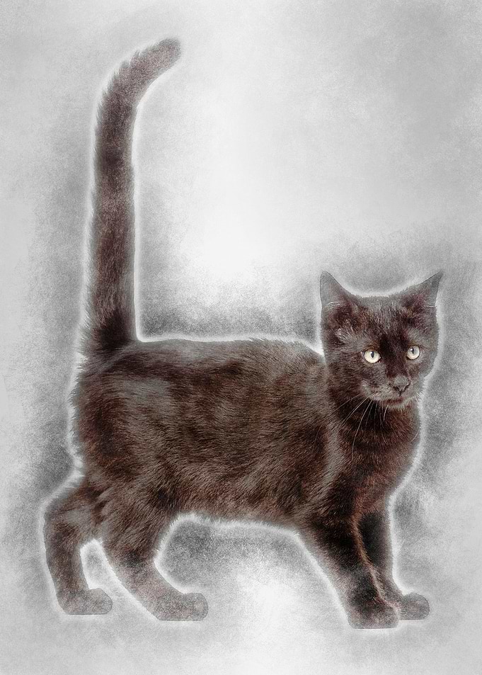 Mixedbreed black cat again