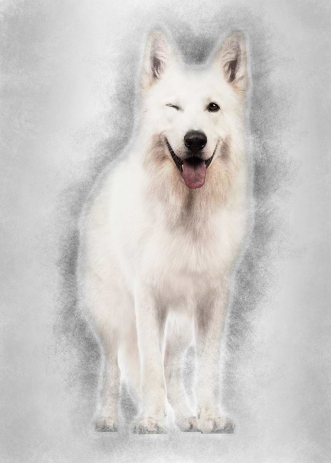 Swiss Shepherd dog 5 years