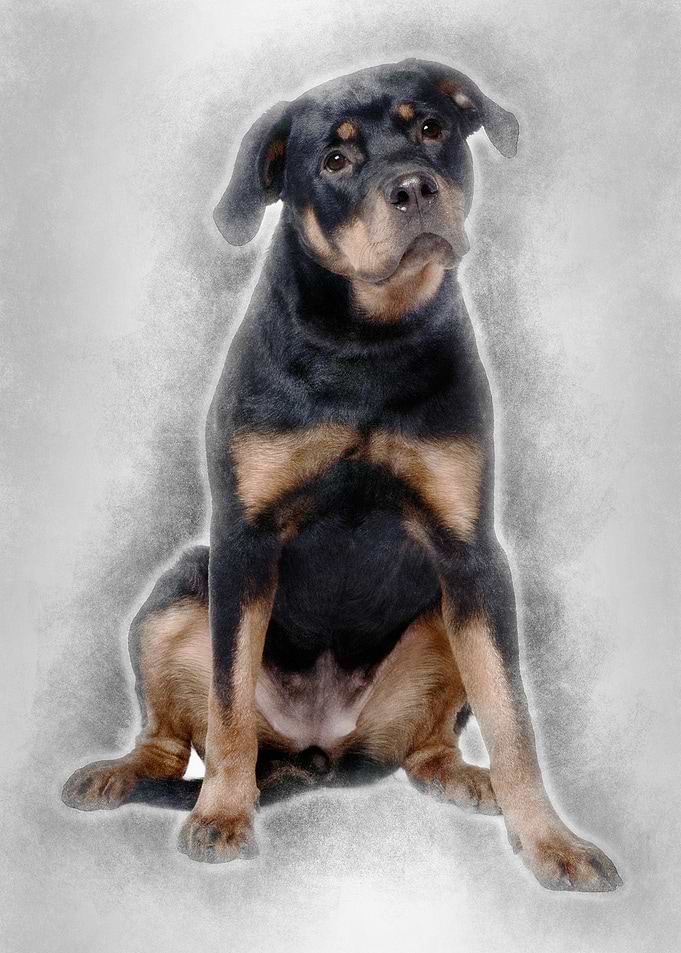 Doberman 15 months old sit