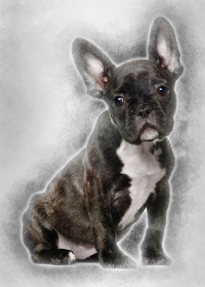 French Bulldog sitting aga