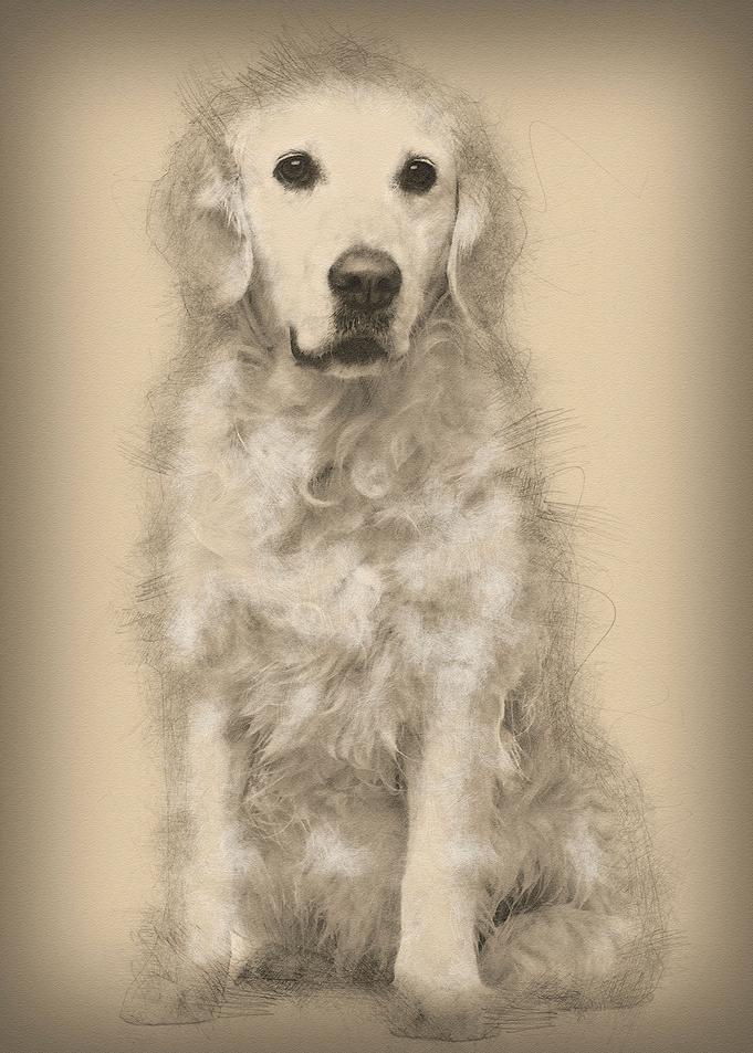 Golden Retriever 6 years o
