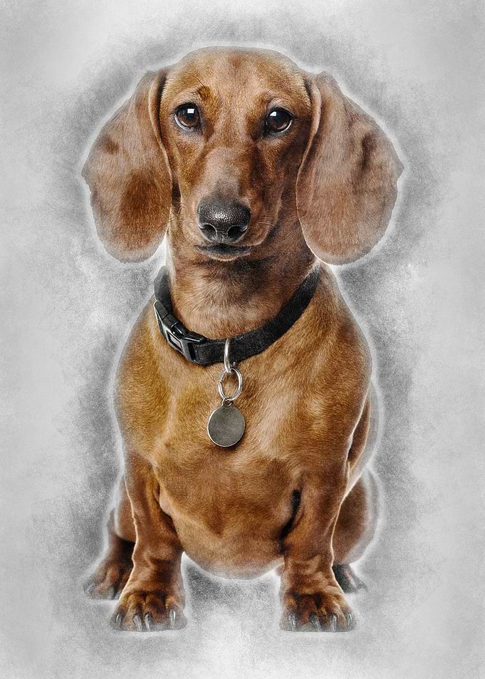 Dachshund dog looking at c