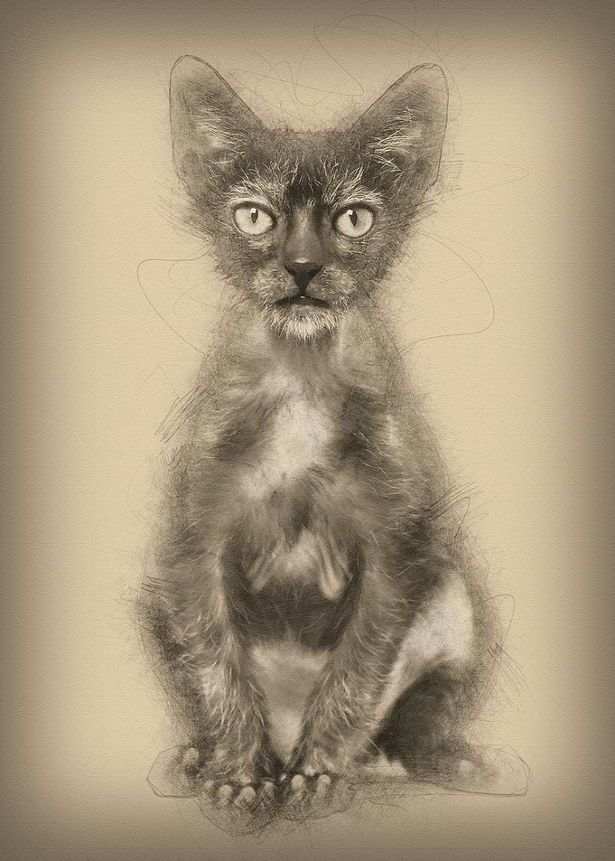 Kitten Lykoi cat 3 months