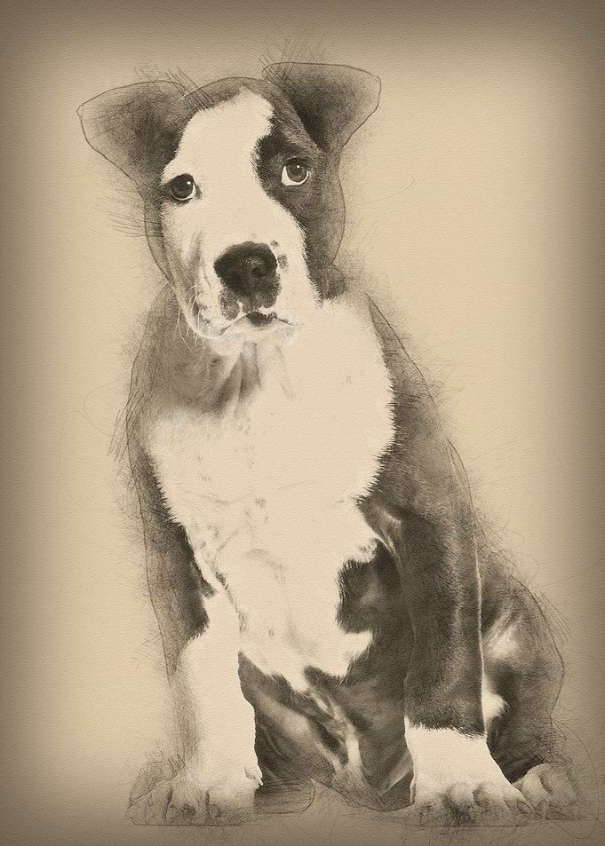 American Staffordshire Ter