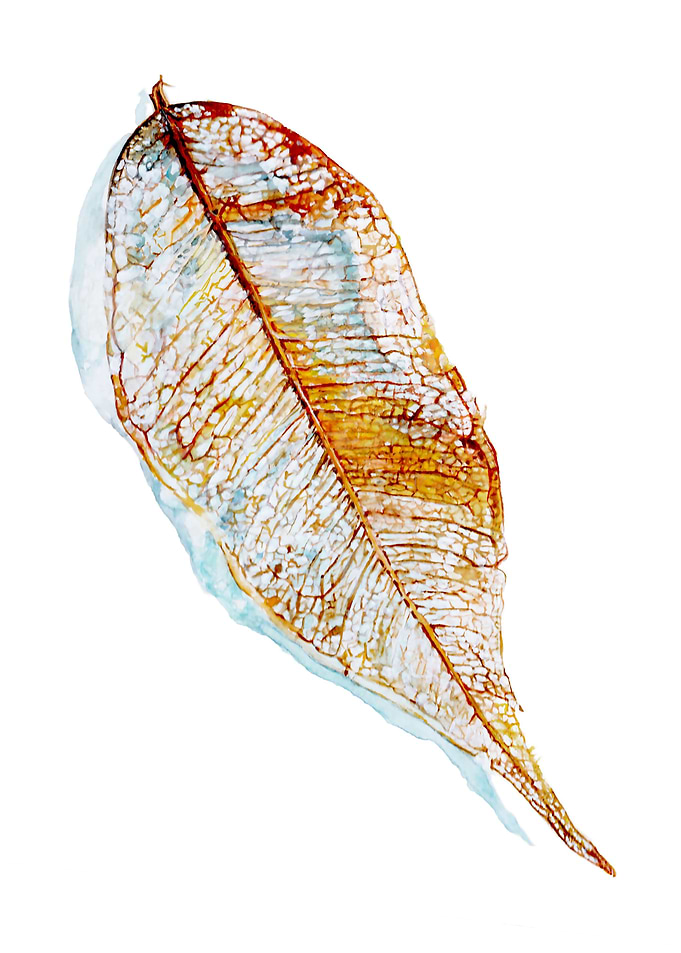 Leaf Skeleton