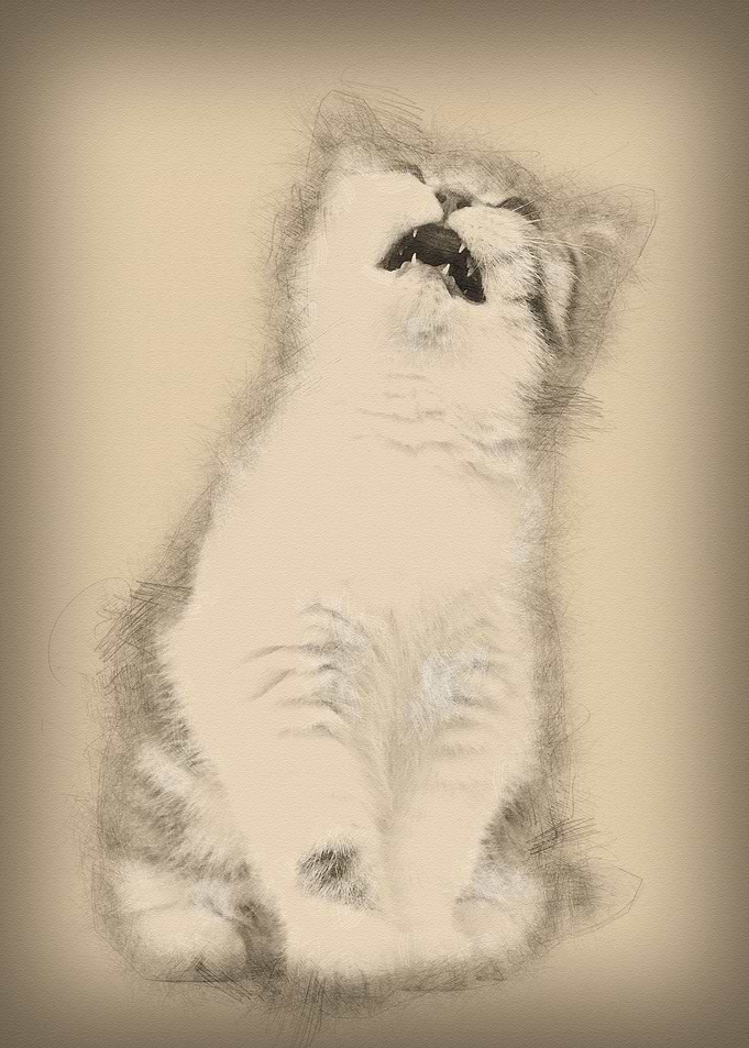 British Shorthair kitten 3