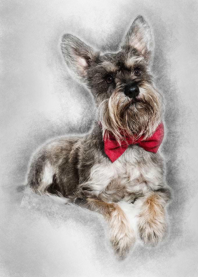 Schnauzer lying against wh