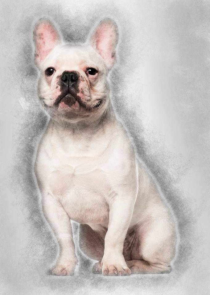 French Bulldog 7 months ol
